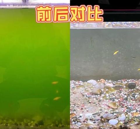 鱼缸水变绿变浑原因及处理方法