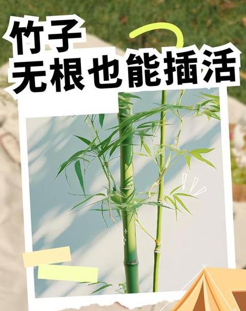 彻底除竹技巧：高效杀灭竹子的方法详解