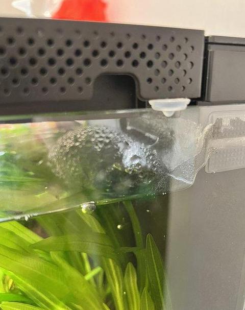 新缸水质白蒙蒙问题解析及解决攻略