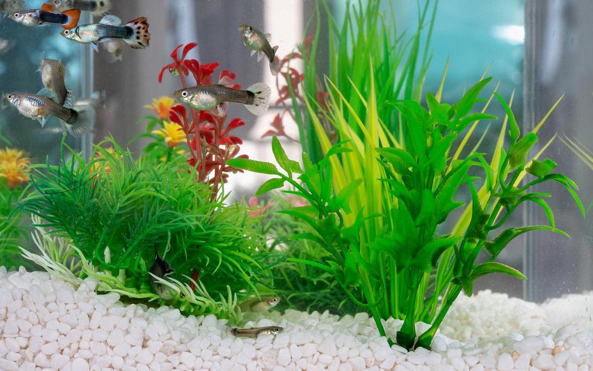 鱼缸水质净化植物推荐指南