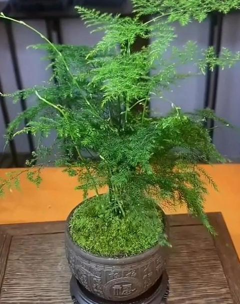 佛肚竹：旺家吉祥，盆景佳选
