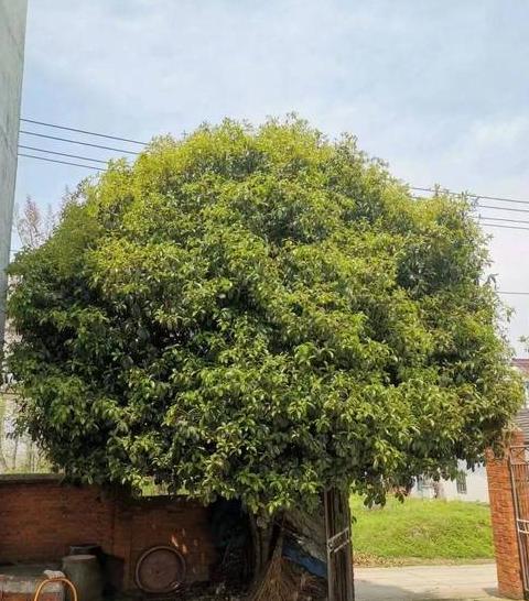 庭院风水树推荐：旺宅植物选什么？
