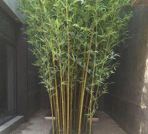 北方庭院竹种推荐指南