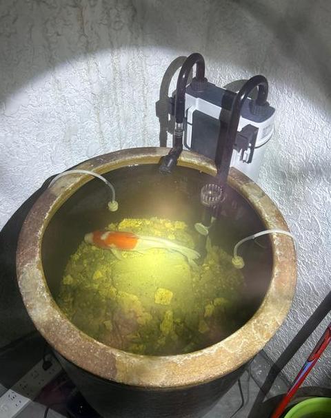 锦鲤鱼缸雾蒙蒙解决攻略