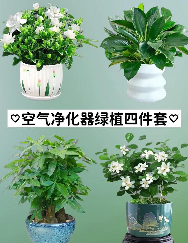 室内植物空气净化攻略：十种空气清新好帮手
